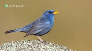 Attēlu rezultāti vaicājumam “Bonasa bonasia eggs”