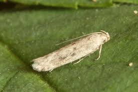 Attēlu rezultāti vaicājumam “Gelechia scotinella”