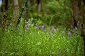 Attēlu rezultāti vaicājumam “Dactylorhiza majalis subsp. baltica”