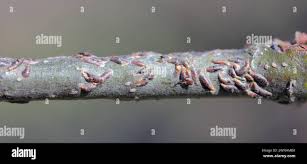 Attēlu rezultāti vaicājumam “Lepidosaphes ulmi imago”