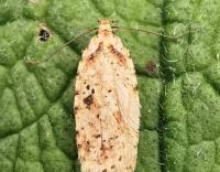 Attēlu rezultāti vaicājumam “Agonopterix aranella”