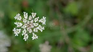 Attēlu rezultāti vaicājumam “Daucus sativus flower”