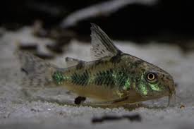 Image result for fish corydoras