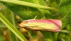 Attēlu rezultāti vaicājumam “Oncocera semirubella”