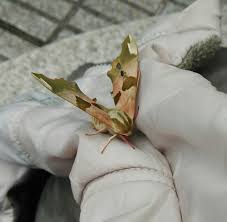 Attēlu rezultāti vaicājumam “Mimas tiliae”