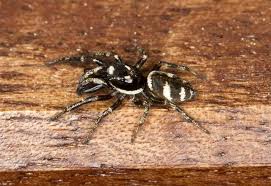 Attēlu rezultāti vaicājumam “Salticus scenicus”