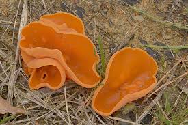 Attēlu rezultāti vaicājumam “Aleuria aurantia”