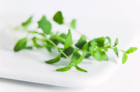 Attēlu rezultāti vaicājumam “Thymus vulgaris leaf”