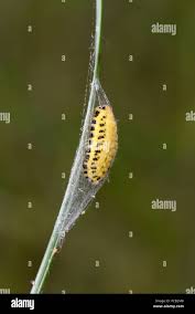 Attēlu rezultāti vaicājumam “Zygaena cocoon”