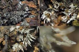 Attēlu rezultāti vaicājumam “Nectriopsis violacea”