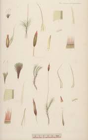 Attēlu rezultāti vaicājumam “Distichium capillaceum sporophyte”