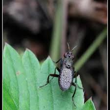 Attēlu rezultāti vaicājumam “Coremacera marginata”