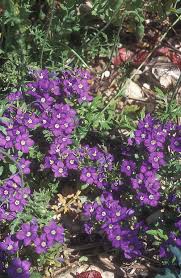 Image result for Legousia speculum-veneris