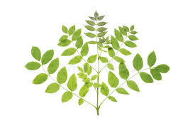 Attēlu rezultāti vaicājumam “Fraxinus excelsior leaf”