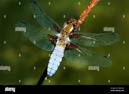 Attēlu rezultāti vaicājumam “Libellula depressa male”