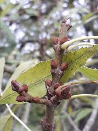 Attēlu rezultāti vaicājumam “Fraxinus excelsior Pendula bud”