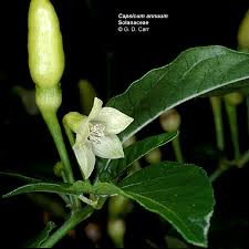 Attēlu rezultāti vaicājumam “Solanaceae”