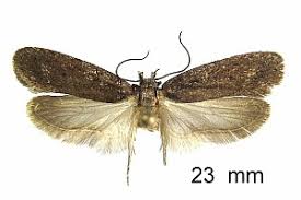 Attēlu rezultāti vaicājumam “Depressaria olerella imago”