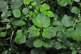 Image result for Brunnenkresse