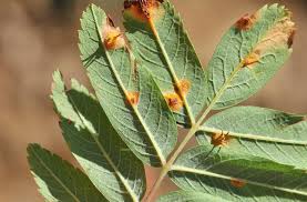 Attēlu rezultāti vaicājumam “Gymnosporangium cornutum”