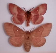 Attēlu rezultāti vaicājumam “Lasiocampa quercus”