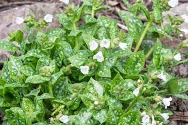 Image result for Pulmonaria officinalis