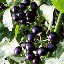 Attēlu rezultāti vaicājumam “Solanum nigrum”