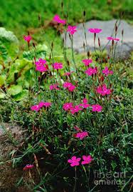 Attēlu rezultāti vaicājumam “Dianthus deltoides”