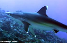 Image result for Carcharhinus albimarginatus