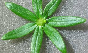 Attēlu rezultāti vaicājumam “Galium verum bud”