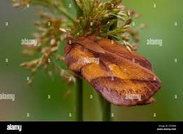 Attēlu rezultāti vaicājumam “Euthrix potatoria imago”