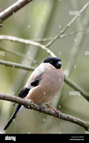 Attēlu rezultāti vaicājumam “Pyrrhula pyrrhula female”