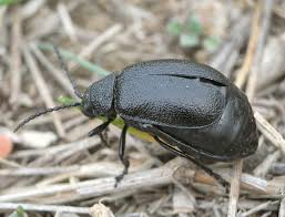 Attēlu rezultāti vaicājumam “Galeruca tanaceti”