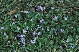Attēlu rezultāti vaicājumam “Myosotis scorpioides bud”