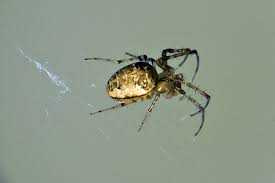 Attēlu rezultāti vaicājumam “Metellina merianae”