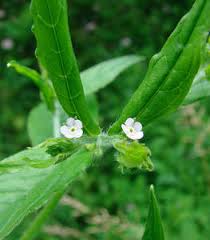 Attēlu rezultāti vaicājumam “Lithospermum officinale”