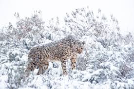 Image result for snow africa