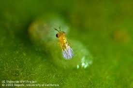 Attēlu rezultāti vaicājumam “Trichia flavicoma macro”