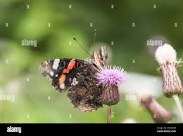 Attēlu rezultāti vaicājumam “Vanessa atalanta underside”