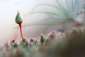 Attēlu rezultāti vaicājumam “Buxbaumia”