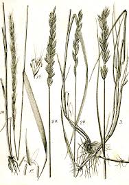 Attēlu rezultāti vaicājumam “Elytrigia repens subsp. arenosa”