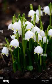 Attēlu rezultāti vaicājumam “Leucojum vernum var. vernum flower”