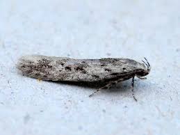 Attēlu rezultāti vaicājumam “Carpatolechia proximella”