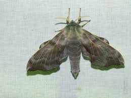 Attēlu rezultāti vaicājumam “Laothoe amurensis”