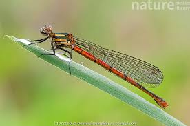 Attēlu rezultāti vaicājumam “Pyrrhosoma nymphula”