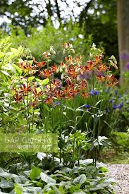 Image result for Lilium martagon `Arabian Night`