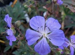 Image result for Geranium `Purple Haze`