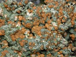 Attēlu rezultāti vaicājumam “Biatora sphaeroides”