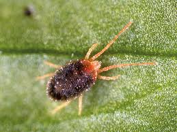 Attēlu rezultāti vaicājumam “Panonychus”