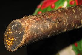 Attēlu rezultāti vaicājumam “Fuligo leviderma macro”